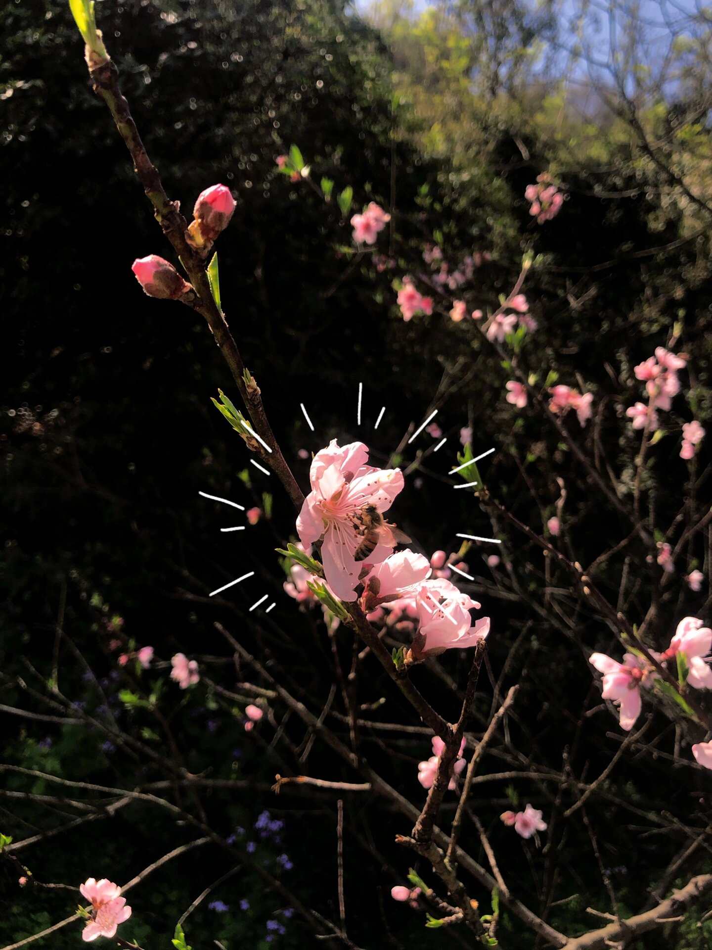 绍兴吼山风景区桃花节图片