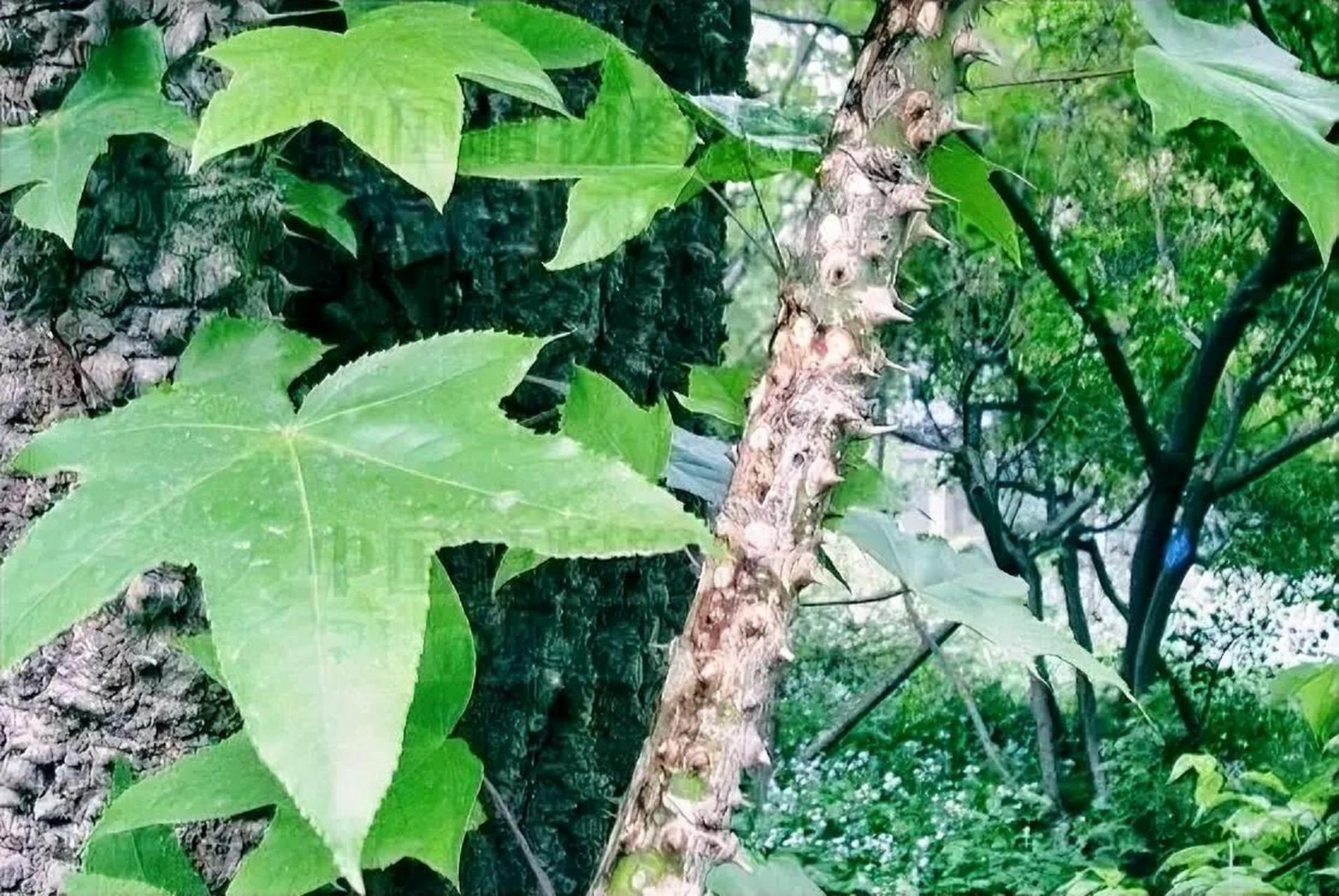 【奇趣植物——刺楸】  刺楸(kalopanax septemlobus (thunb.) koidz.