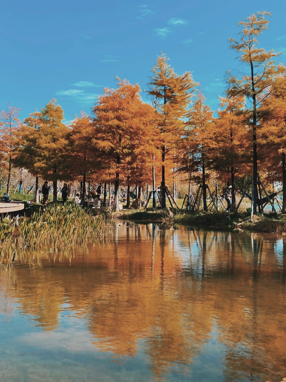 深秋的中济海公园真的美的像漫画 丽江秋季宝藏打卡点～中济海公园