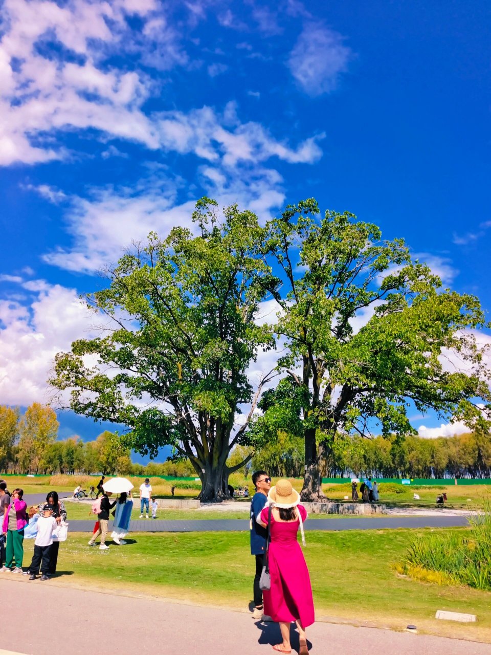 去喜洲古镇的时候,不要错过去海舌公园夫妻树噢,刘亦菲姐姐取过景点