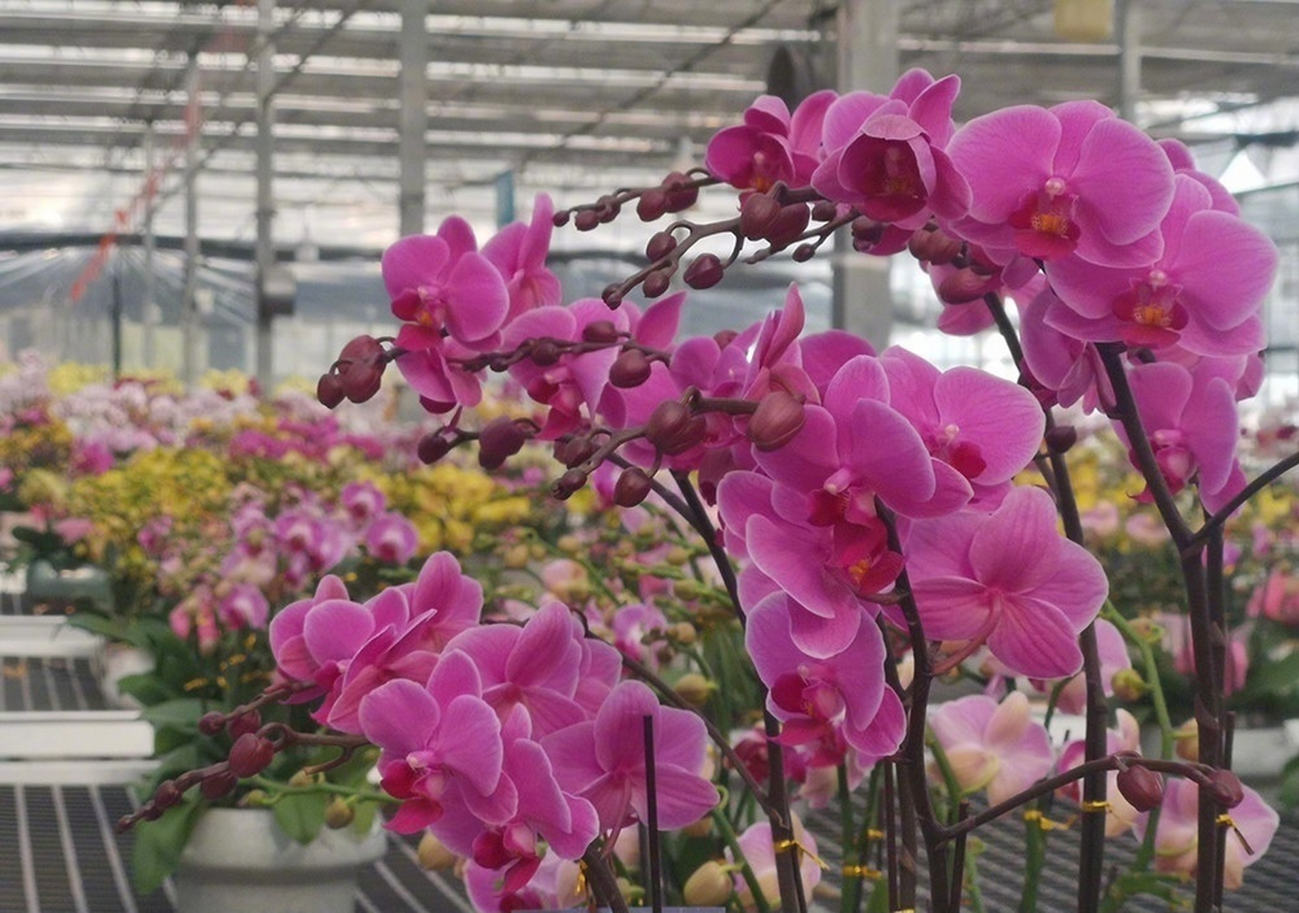 "别看棚内还是一片花海,大部分已名花有主,被预订走了.