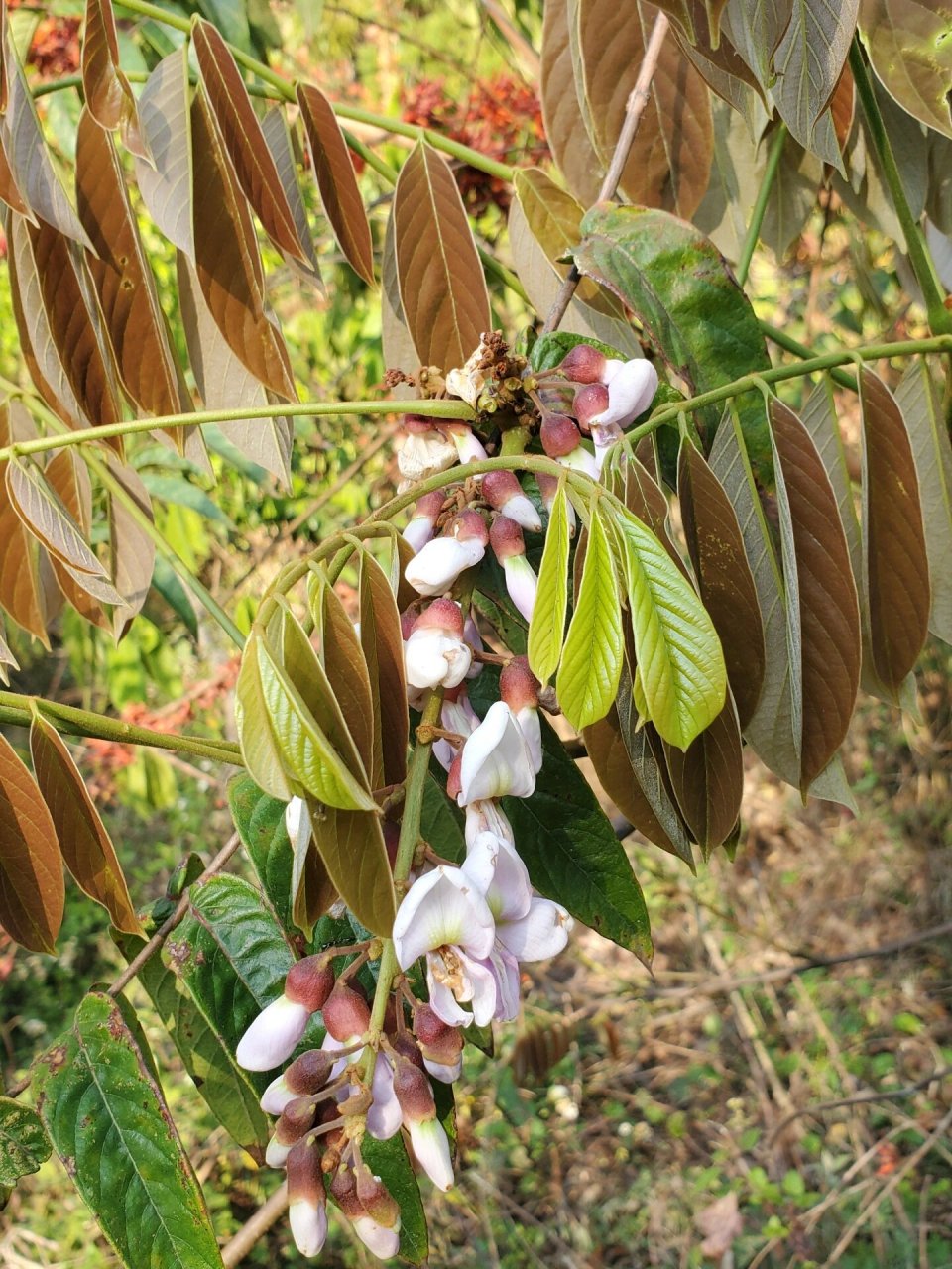 厚果鱼藤的果实不仅好看,而且对鱼有麻醉作用,小时经常梦看到整个村子