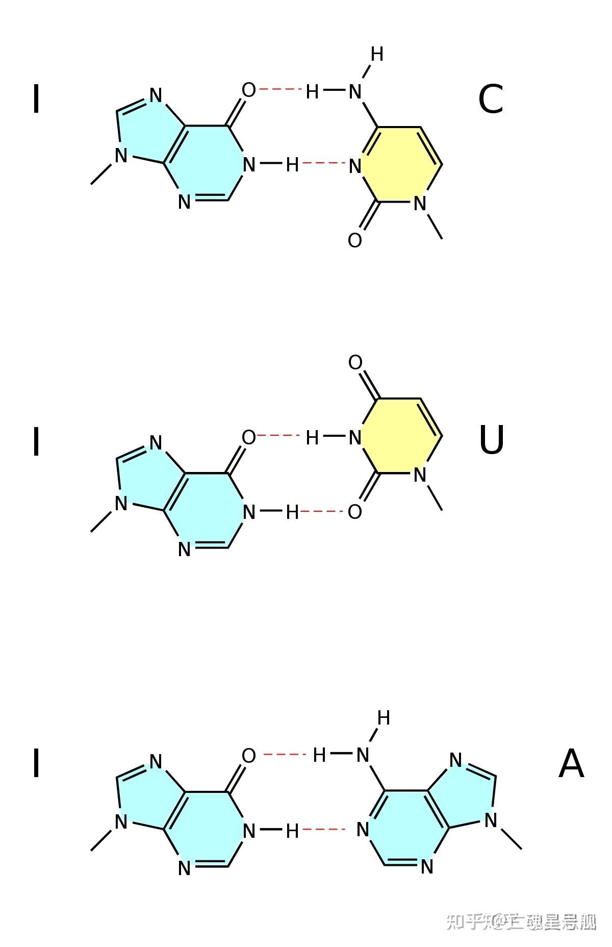 别嘌醇基因图片