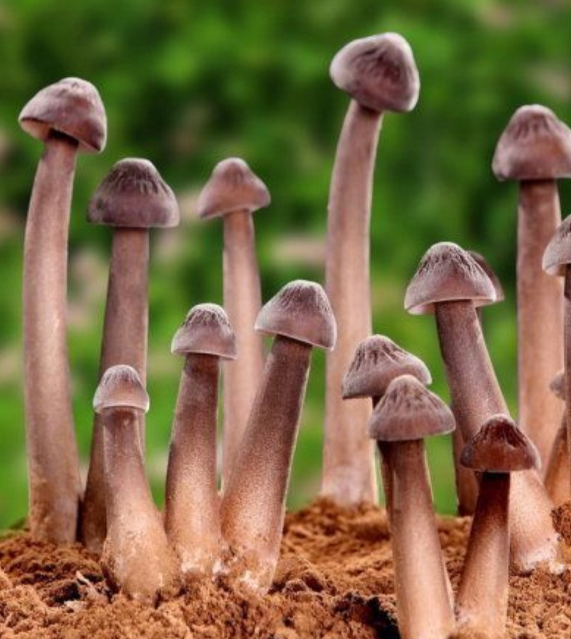 生长于秘境的鲜菌,专属于夏至的时令美味!