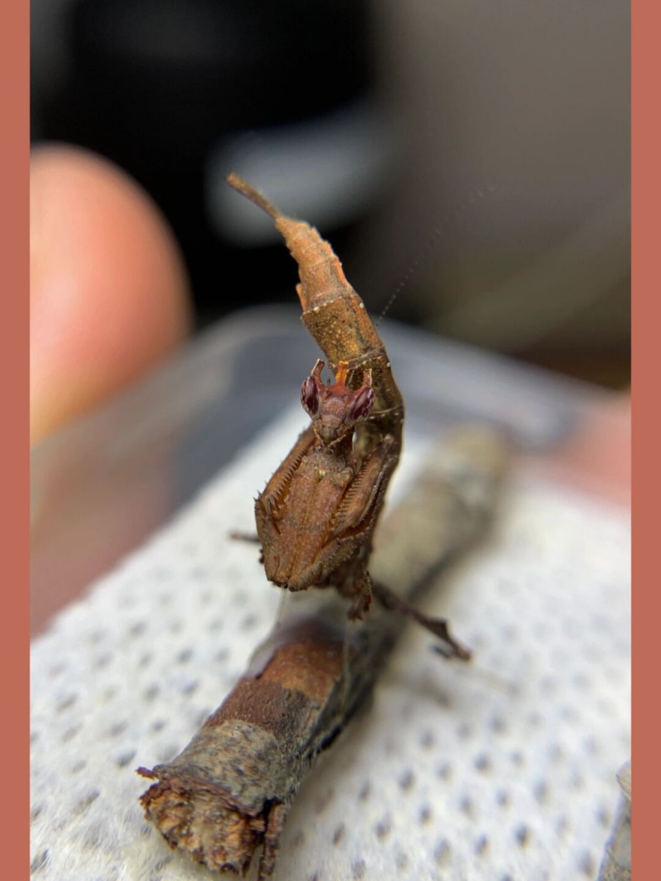 三龄的小龙螳～ 脸有点外星人的感觉#[笑哭]#昆虫# #螳螂# #龙螳