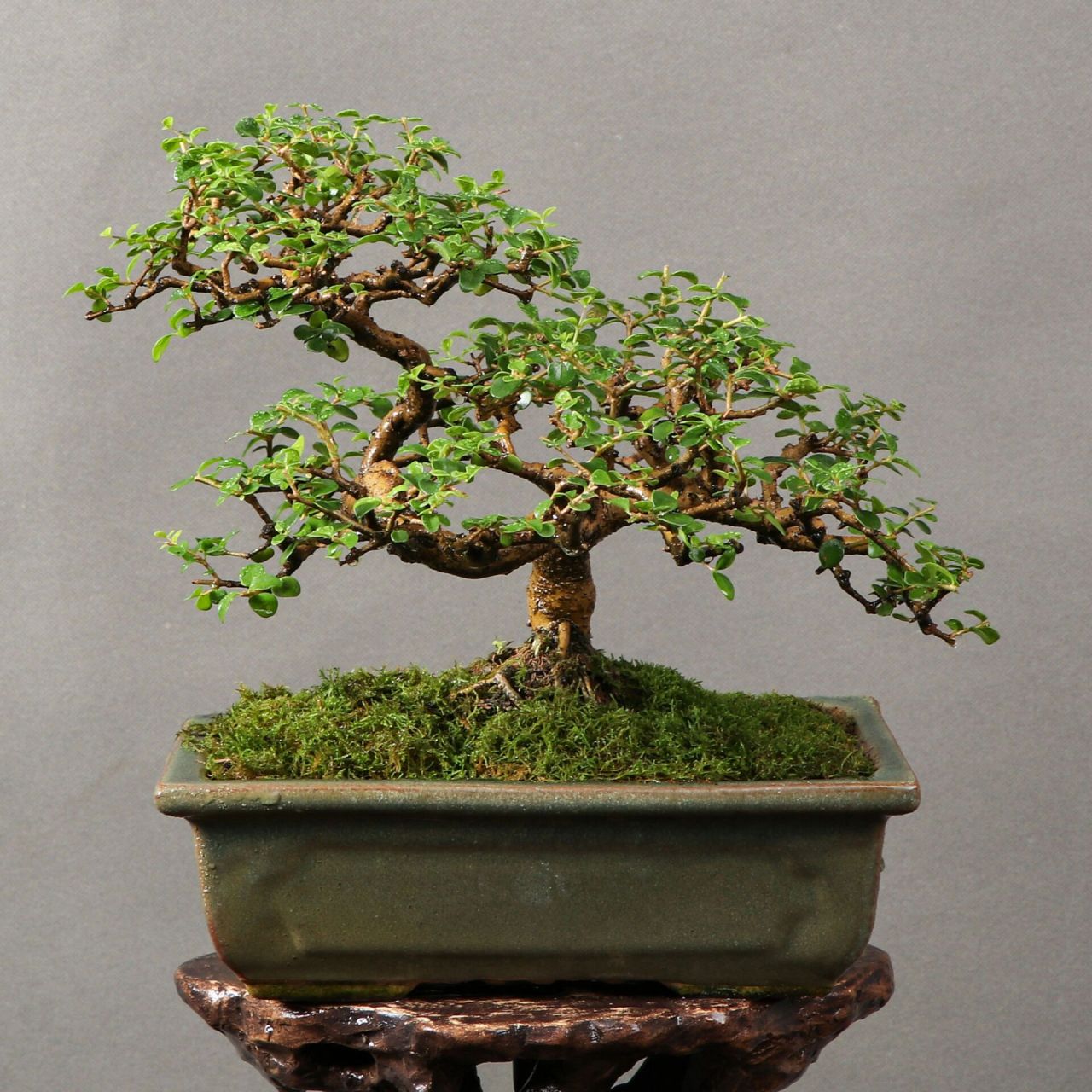 香兰 年功精品香兰盆景,桩体苍老,枝条一寸三弯,两面可观赏