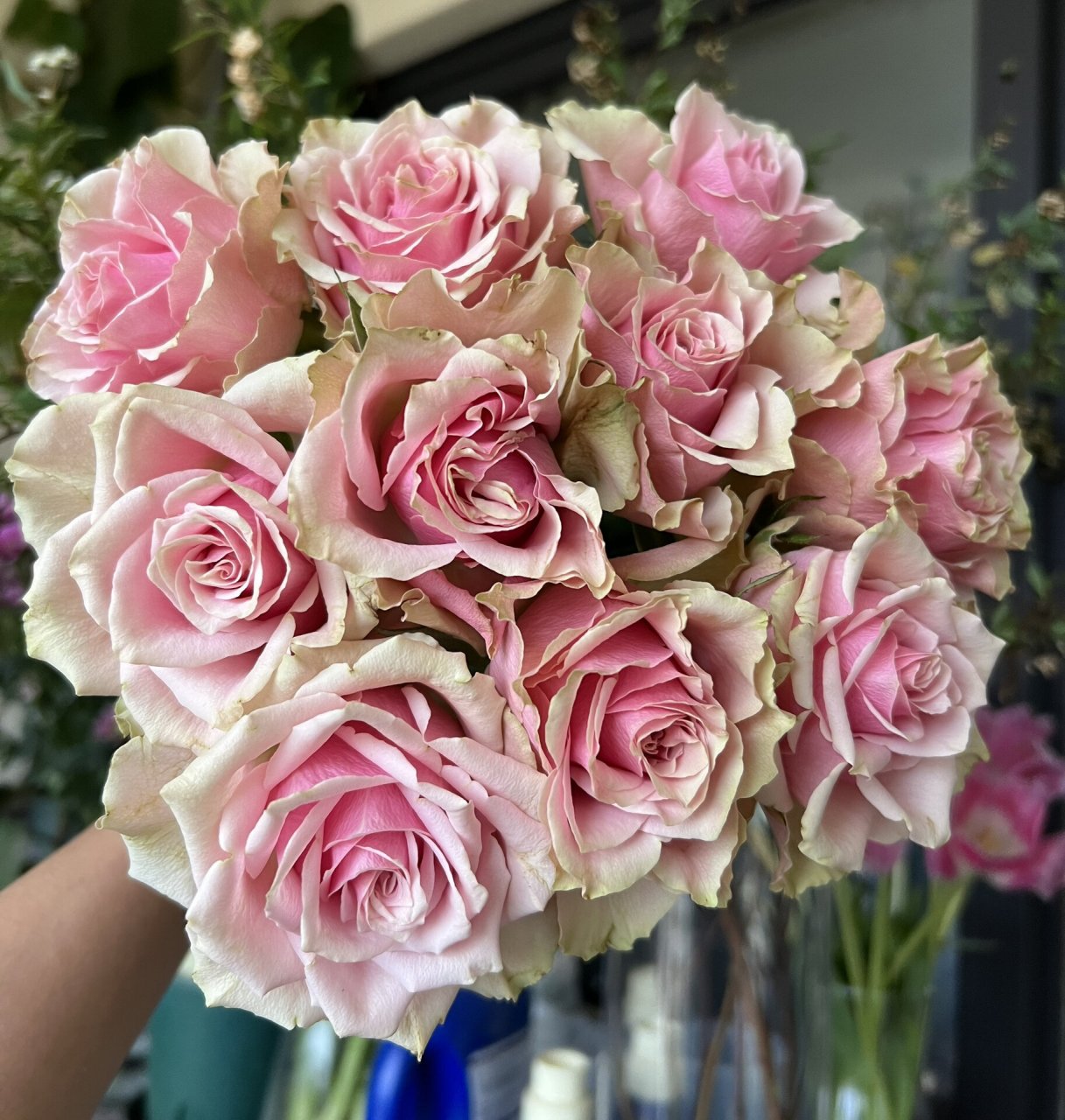 玫瑰|桃花源(迪瑞特) #解锁玫瑰# 561. 桃花源.