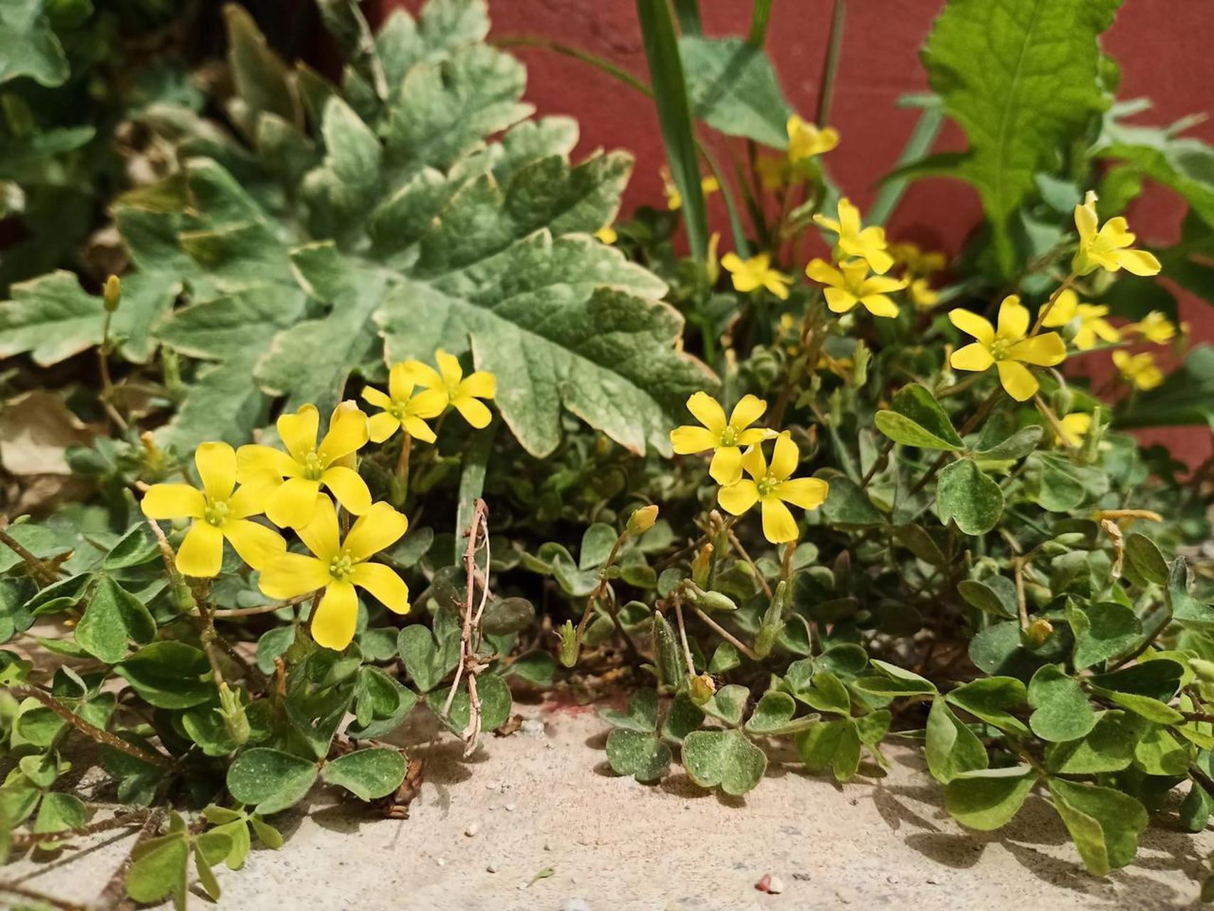 苔开花图片 唯美图片