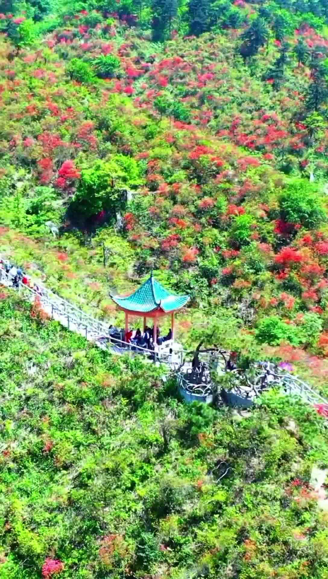 通山大幕山杜鹃花地址图片