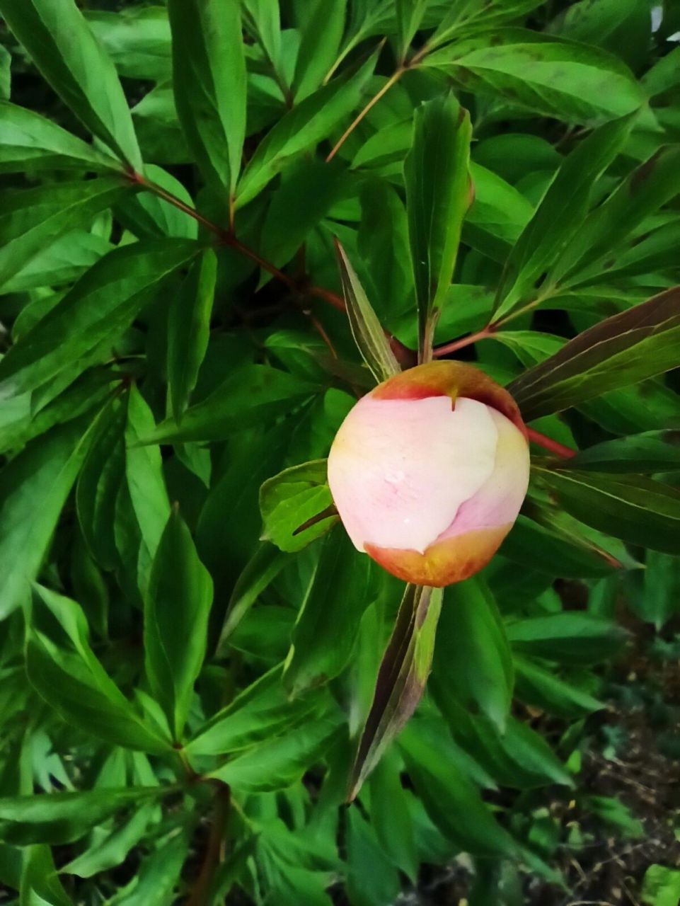 东北野草花(十六)芍药——诗经植物 芍药科芍药属多年生草本植物.