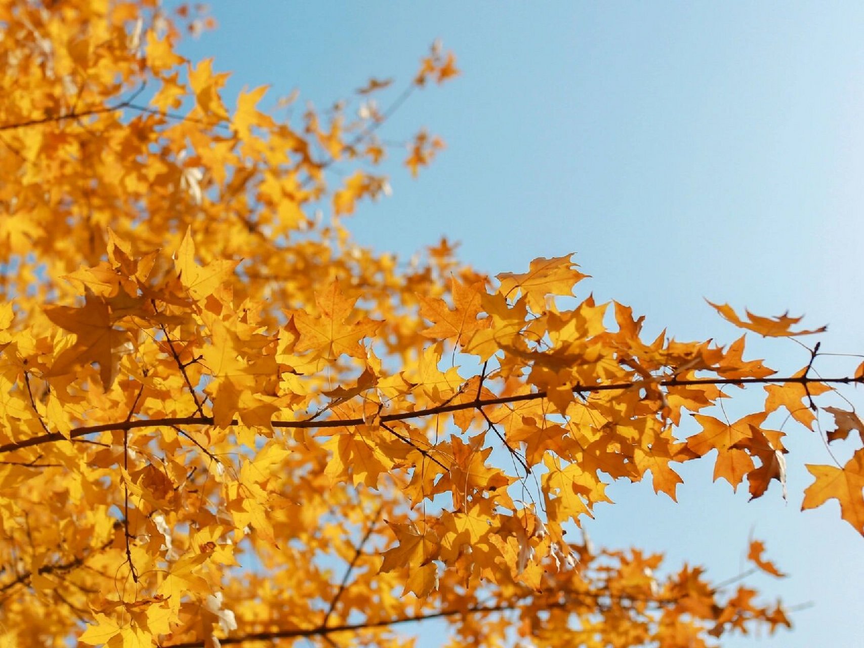 98【摄图网】今天为大家带来一些秋天落叶的意境摄影图 02秋风渐