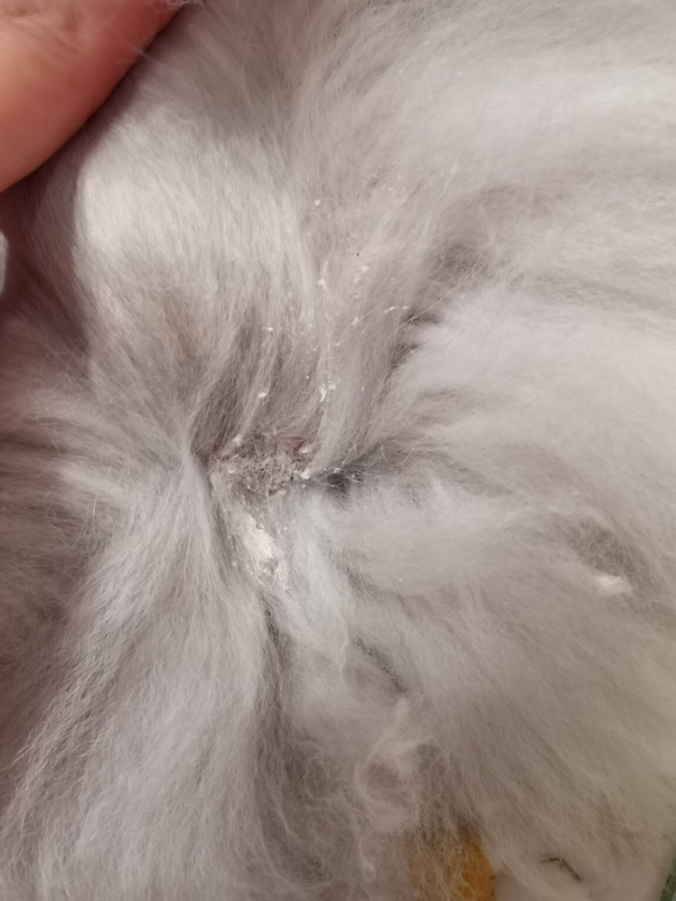 求助🆘兔兔身上发现有结痂 兔兔身上发现有一块白色