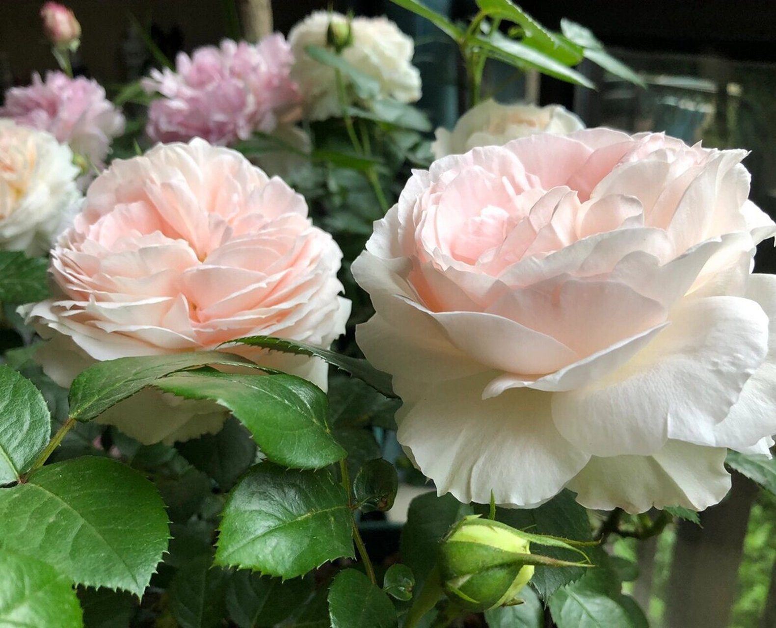 月季 腮红门廊 很冷门的一个品种,入坑那会在宿迁小妹妹家入的,人家