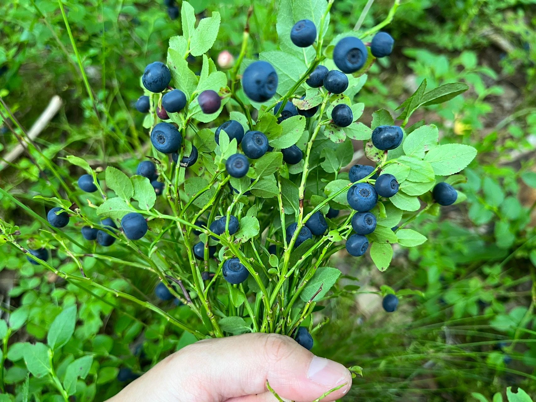 今年的野蓝莓大丰收了  昨天看到超市门口卖野蓝莓了 7欧一斤 就是49