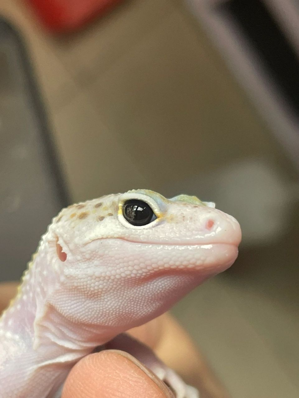 浅聊一下守宫的定价(价格与价值的关系) 很多人问,同一种守宫为什么