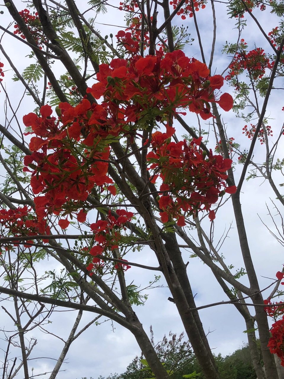 海南开红花的树图片