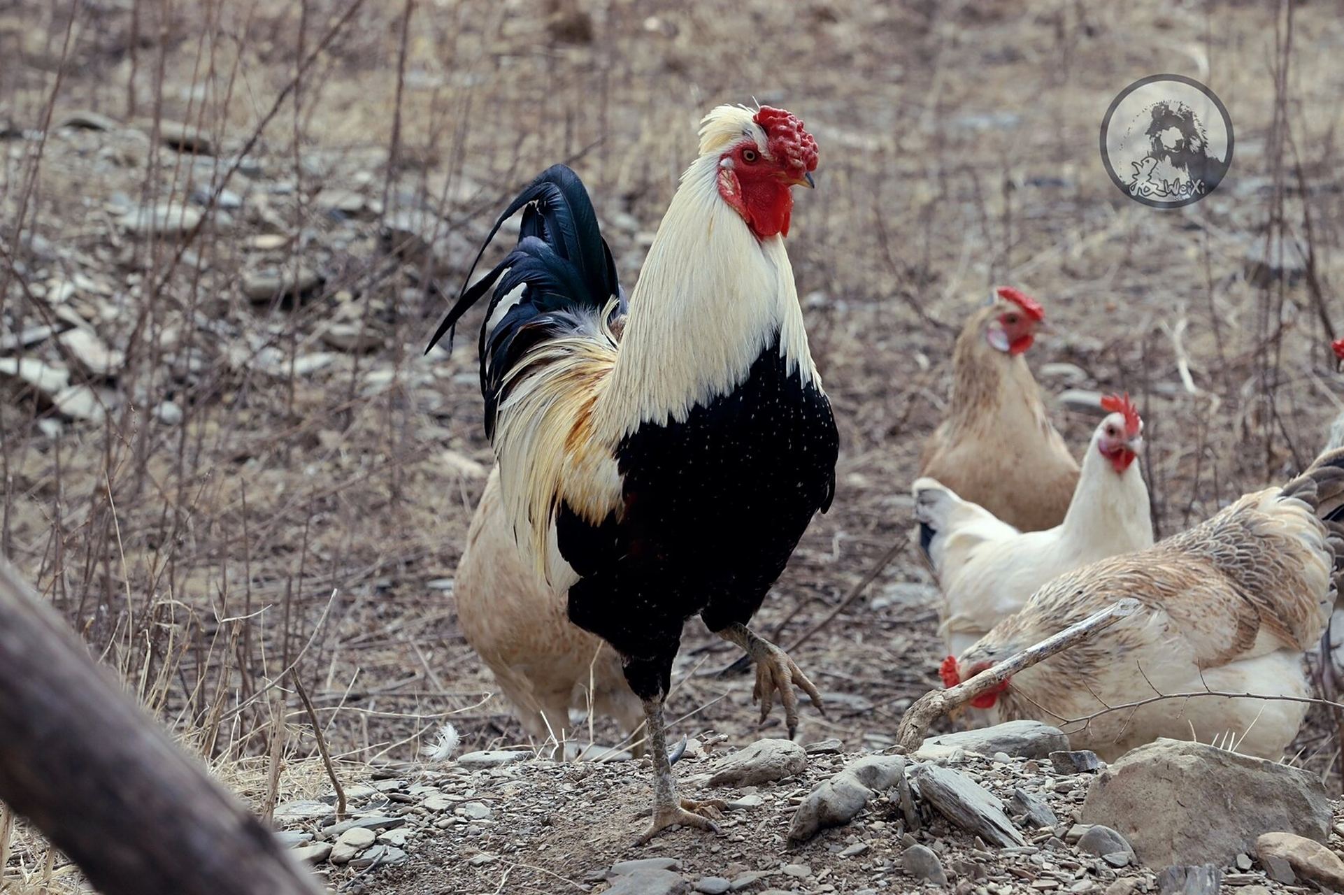 鹊山鸡 东北的春天来的有点晚,土地还没有一抹绿色