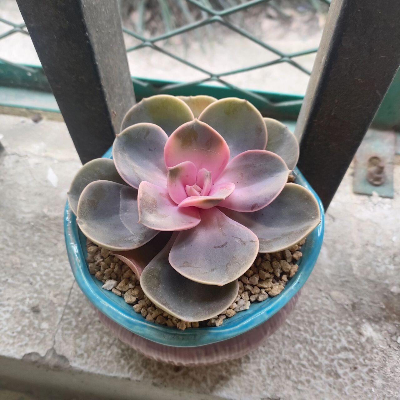 紫珍珠药锦还可以活嘛 太悲伤了吧00 花市上看到好多紫珍珠都是这样