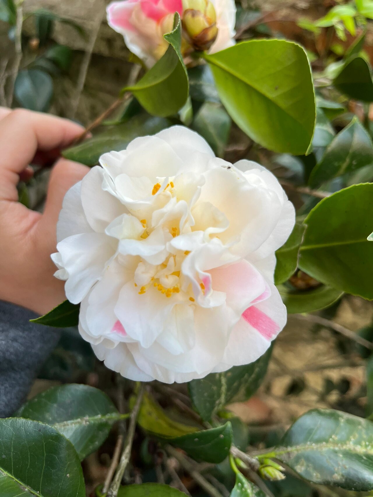 山茶花小赏 图一情人节,花大艳丽 图二伯拜范,我也是第一年种,总的来