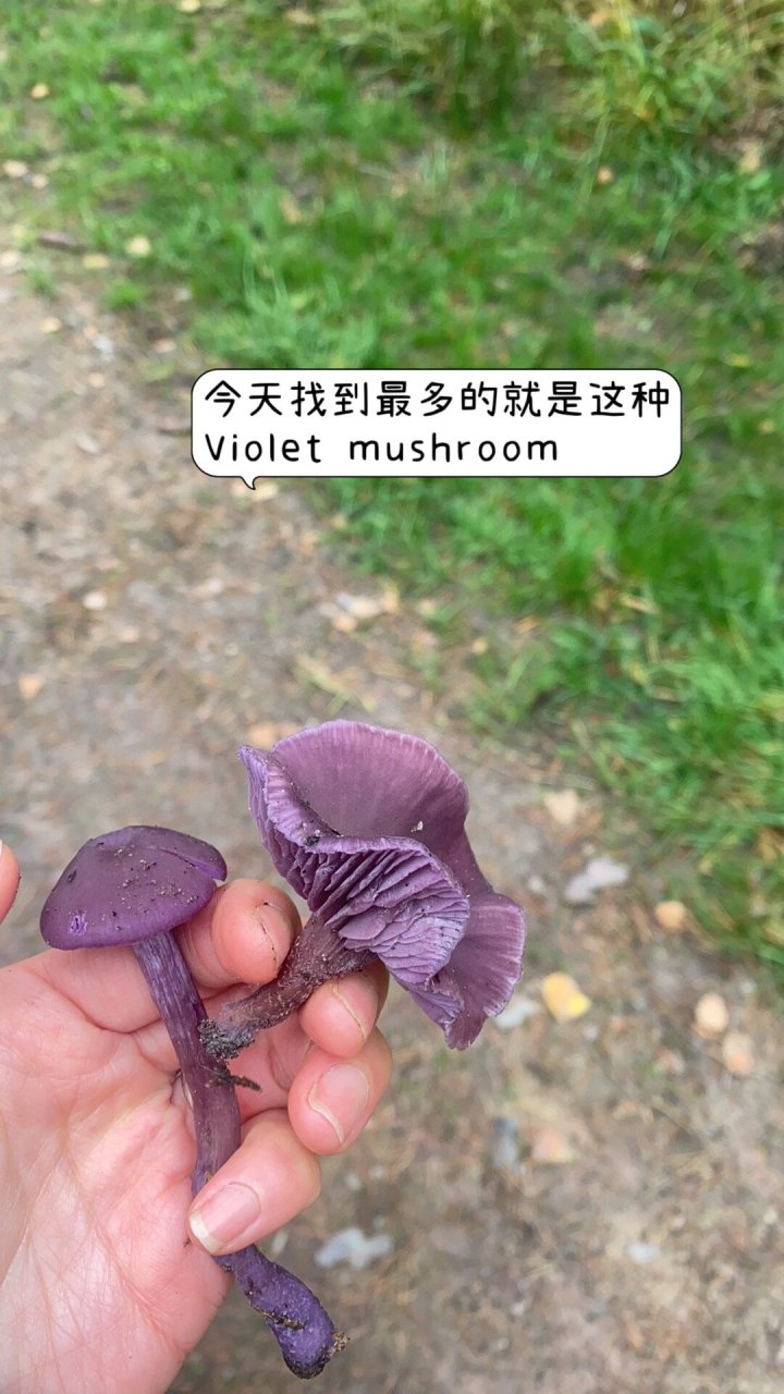 用采蘑菇来和深秋告个别吧,找到好多紫蘑菇 尽管已经过了最佳采摘季节