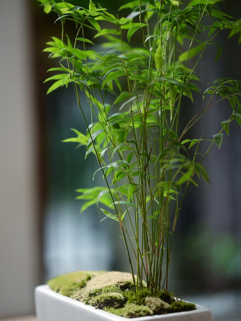 迷你竹子 凤尾竹
