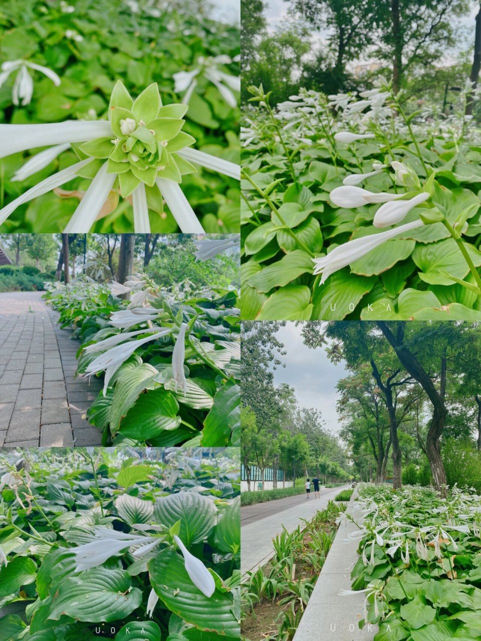 天津最美绿道公园 绿道公园位于河西区的复兴河畔,东起洞庭路,西至卫