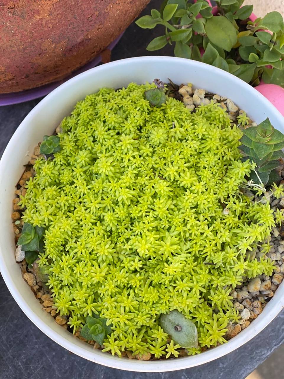 最好的护盆草(黄金万年草) 黄金万年草又叫黄金草,属于多肉植物的一种