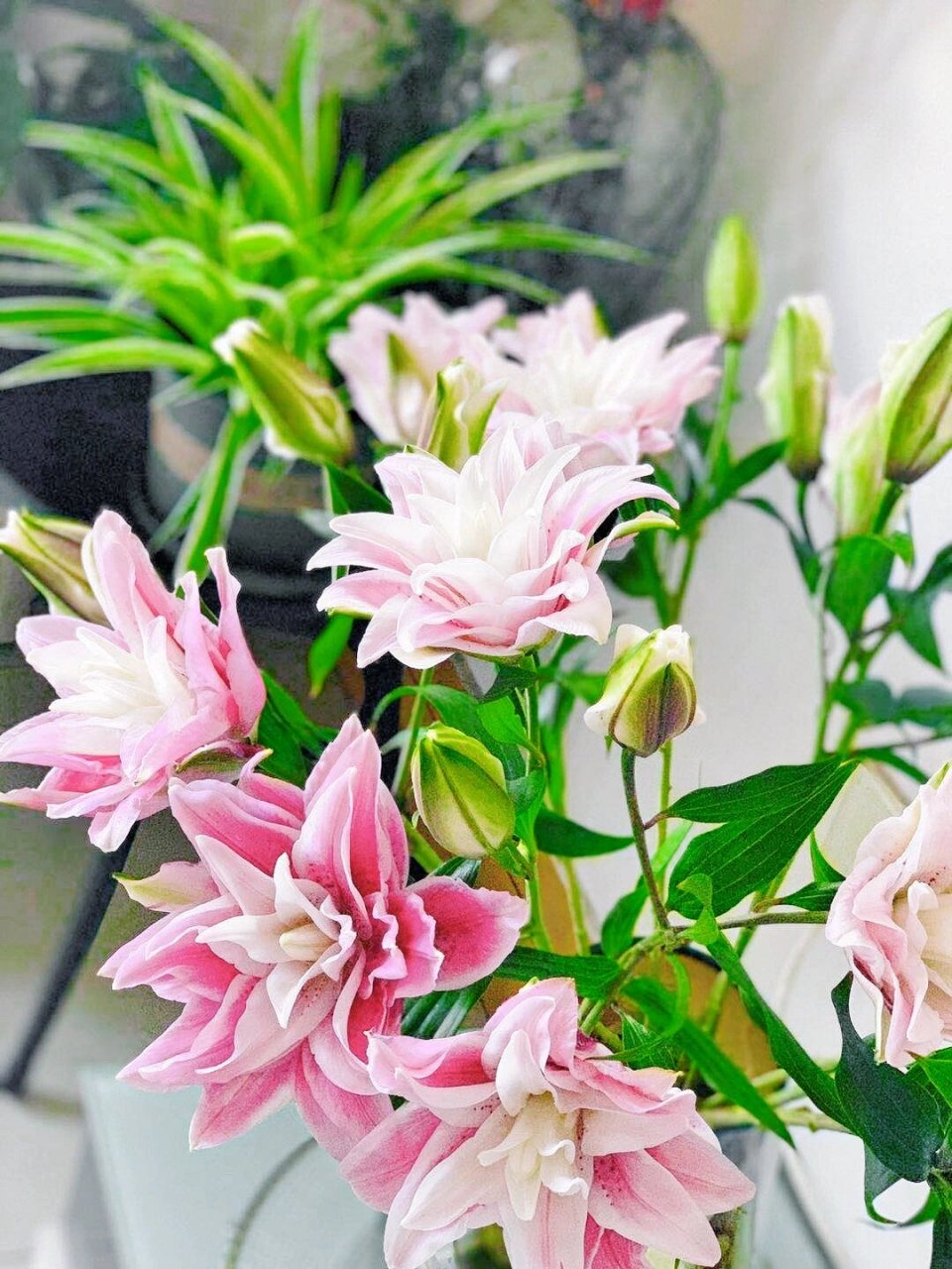 伊莎贝拉重瓣百合 伊莎贝拉重瓣百合花语是高贵伟大的爱,纯洁,梦幻.