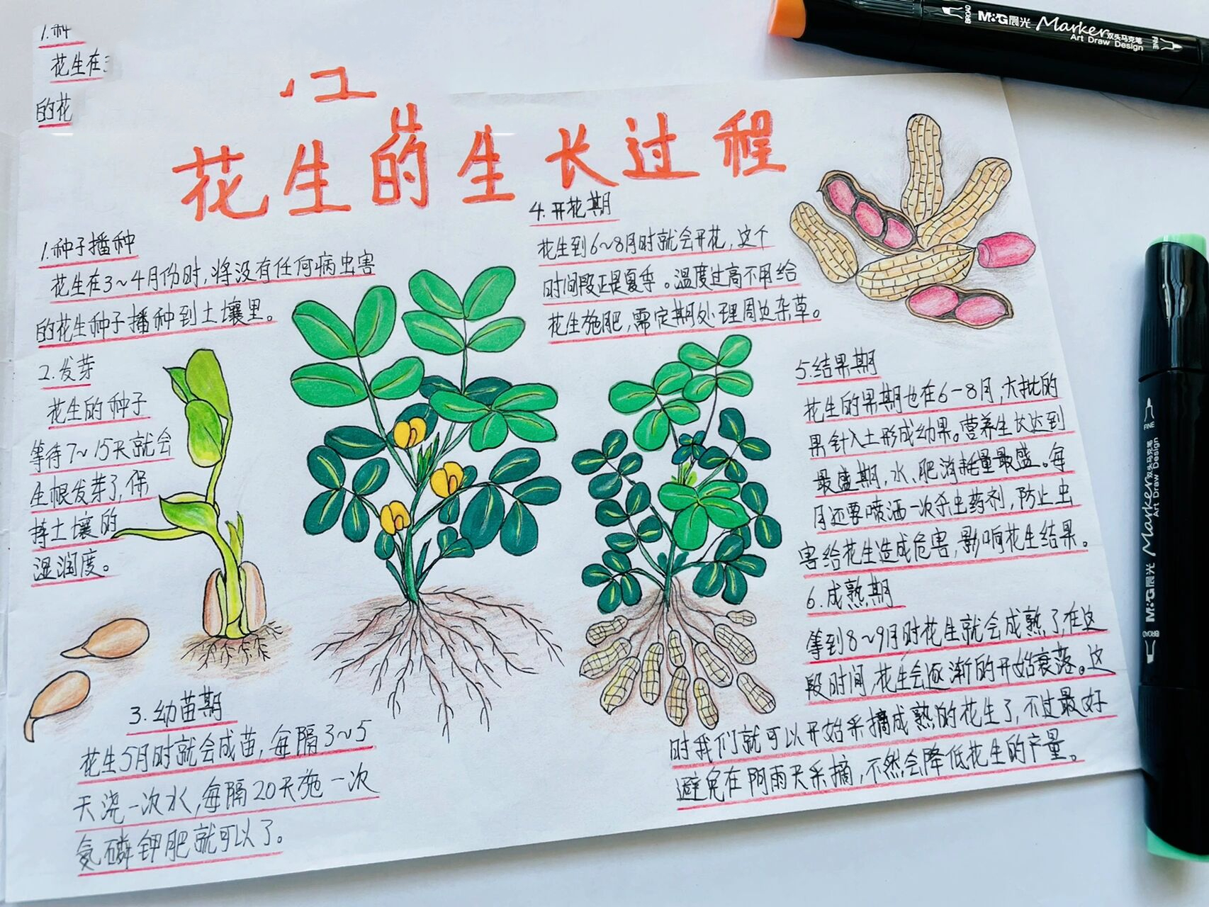 原创自然笔记花生 让我们来看看花生是怎么生长的吧!