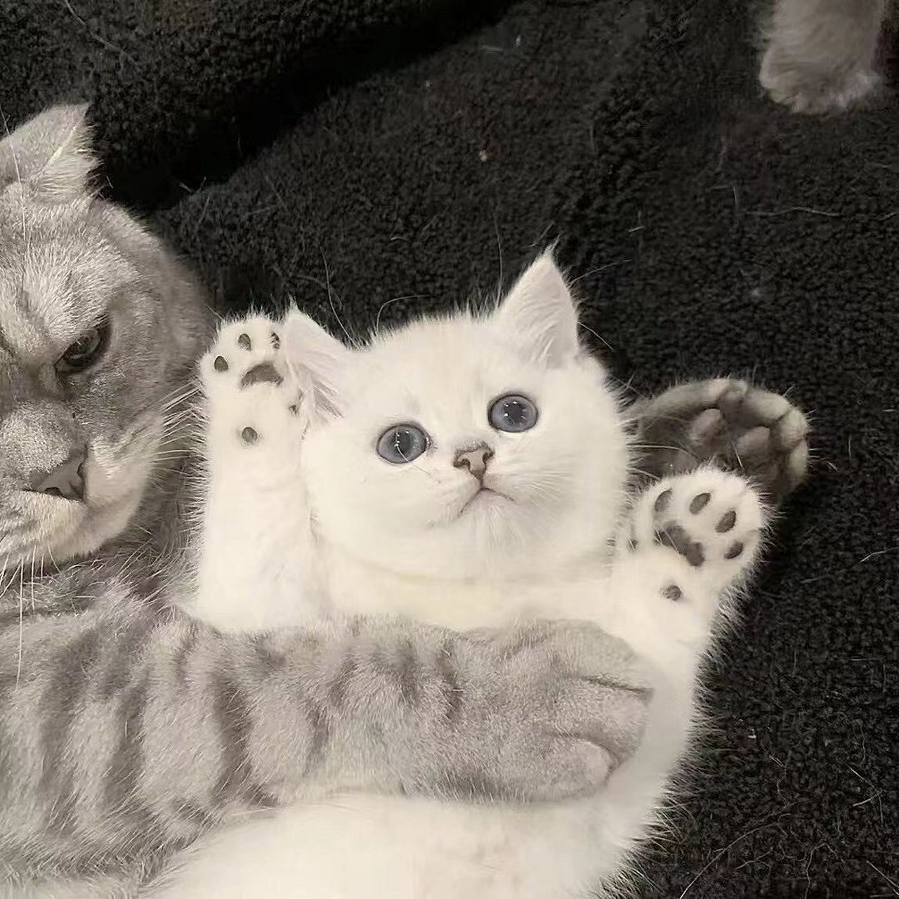 可爱的猫咪情头