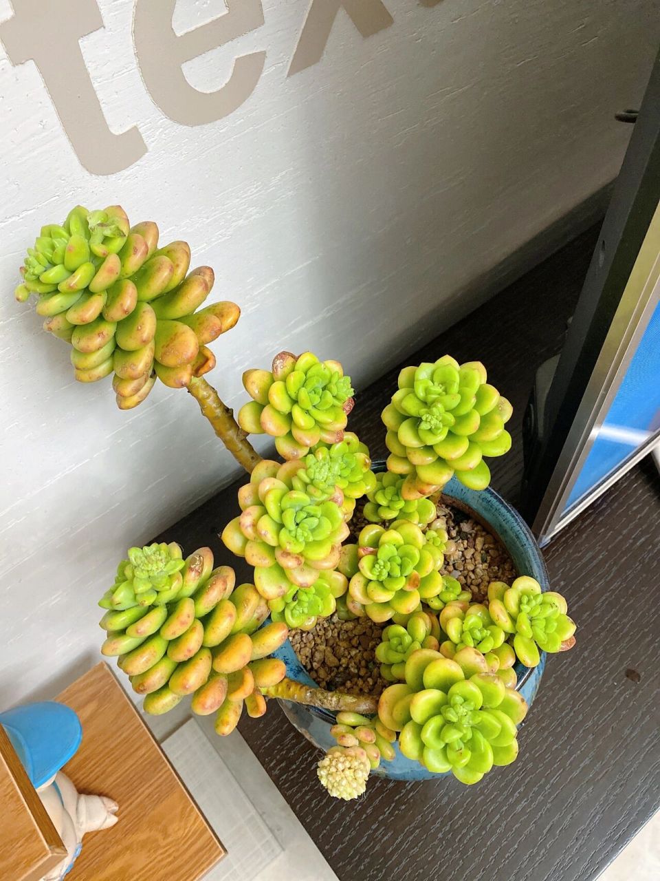 香格里拉多肉 应该是买得最贵的一棵肉吧  为了这个肉要大盆又买了一