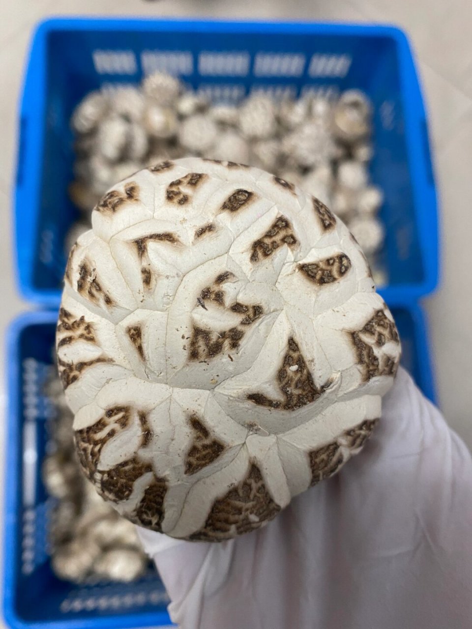 家人们,这天白冬花菇家里一定要备上!