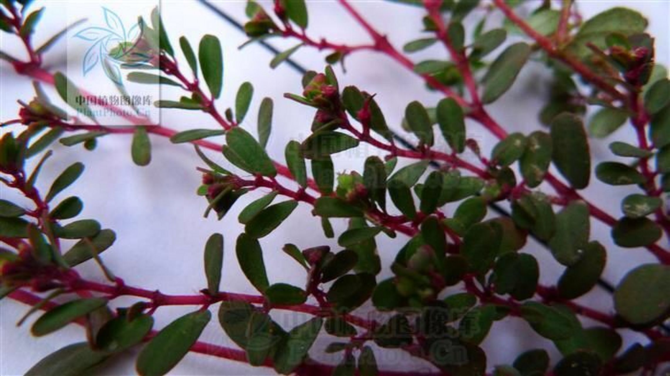 地锦草简介 地锦 别名:血见愁,红单被,乳汁草 地锦草,中药名.