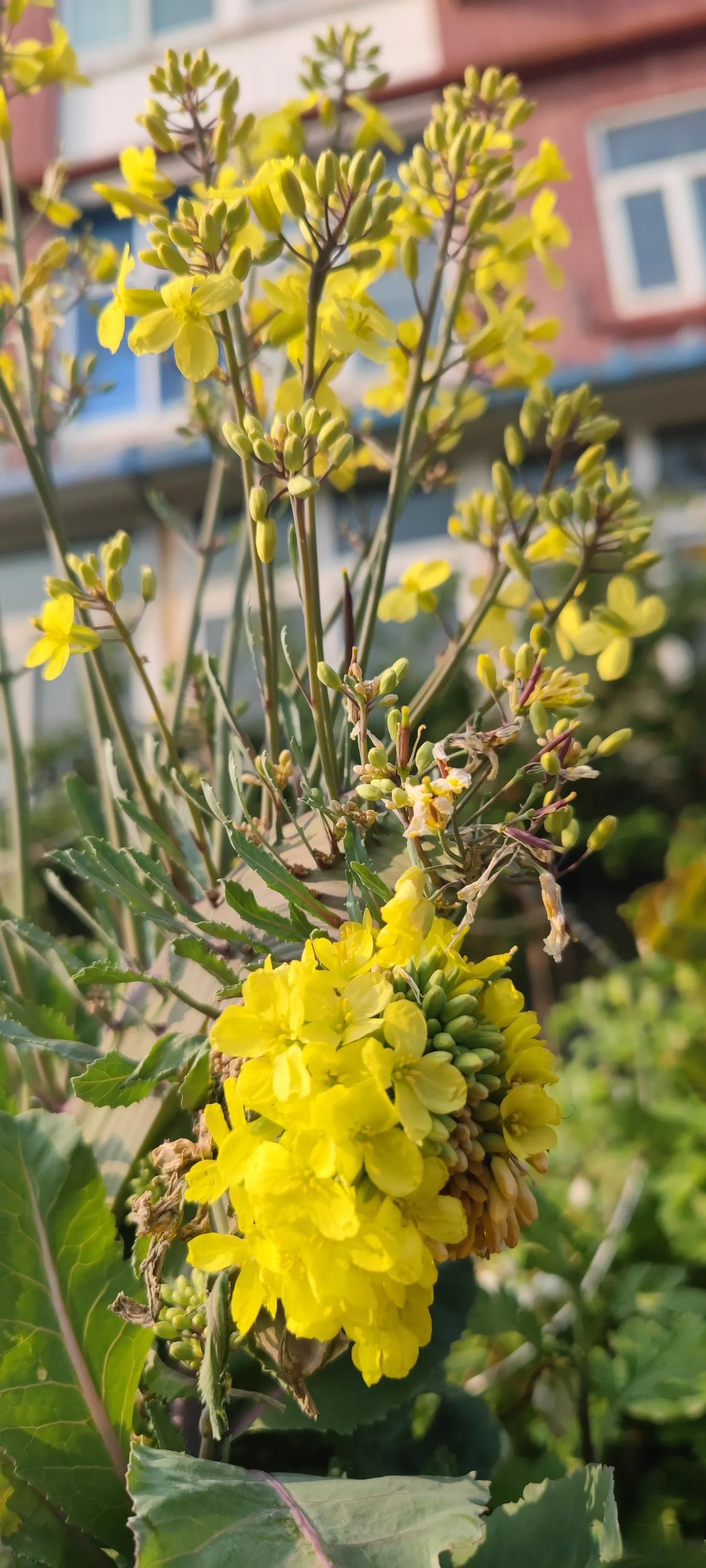 晒晒我们家的小花园 我家小花园里藏着一片小惊喜
