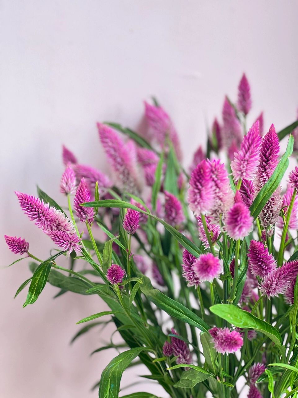 凤尾花颜色非常治愈可以做干花保存期更长