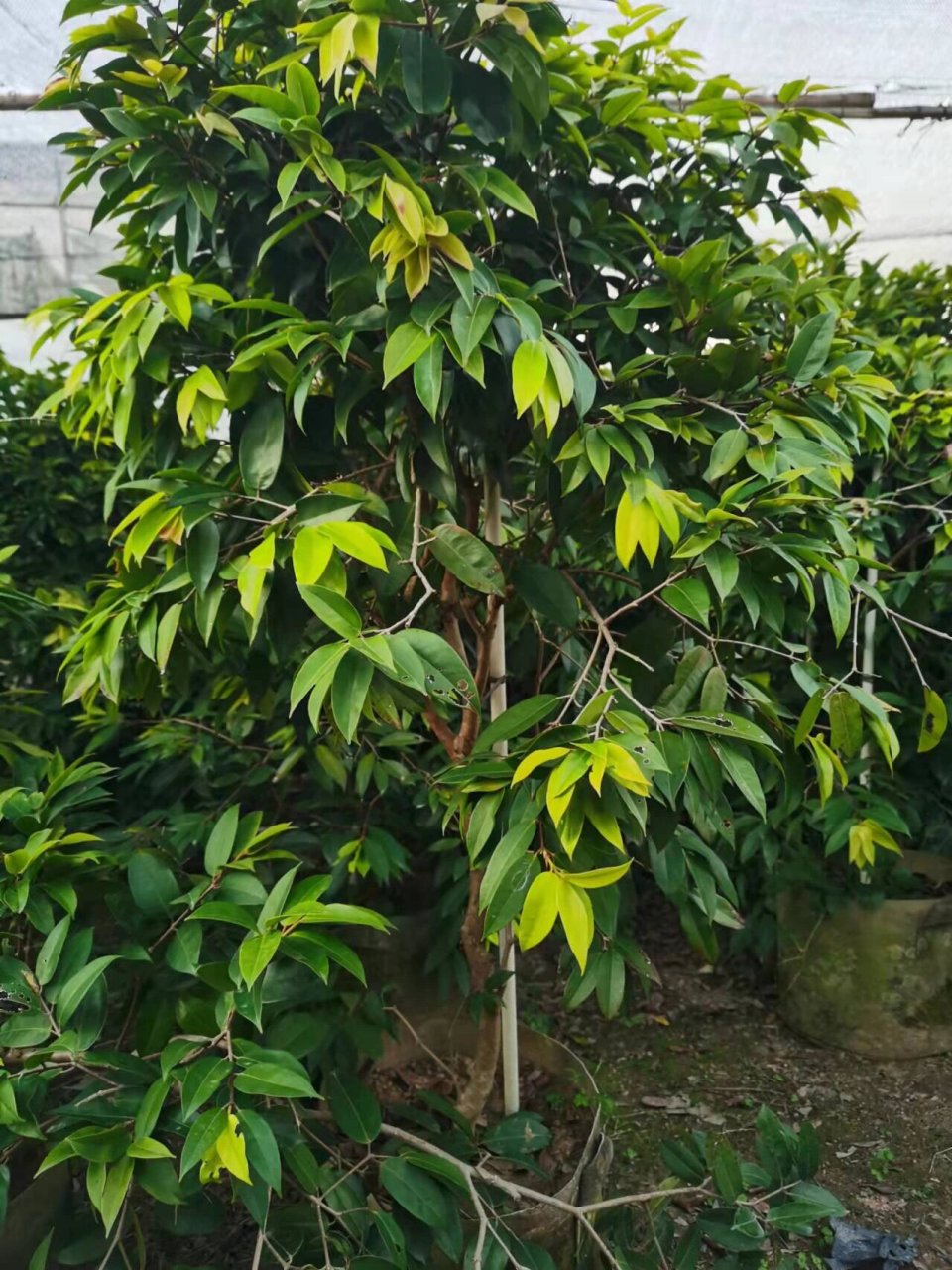 肯布卡嘉宝果,头径2～3公分,高度1.5～1.