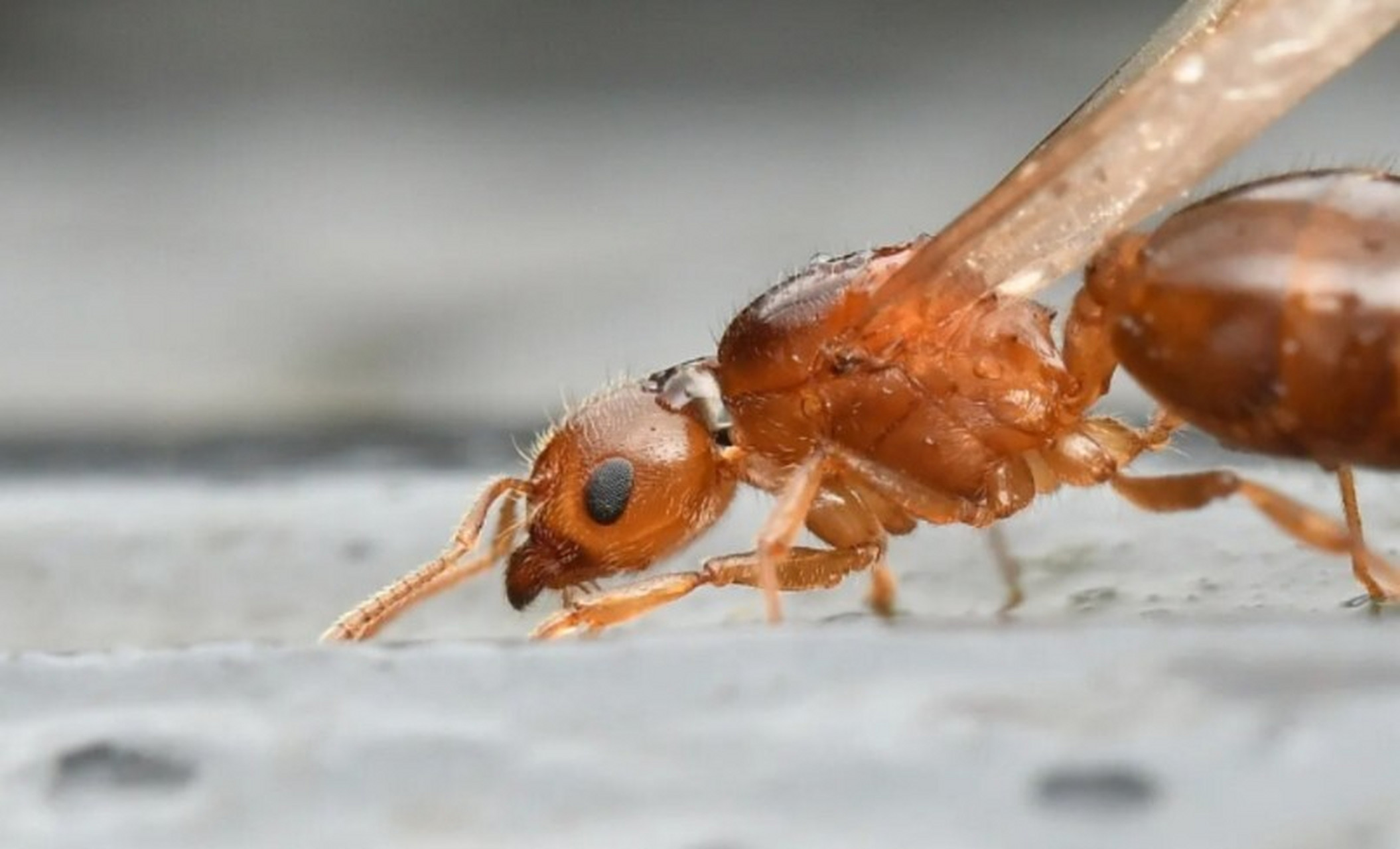 家里有飞蚂蚁怎么办能除根白蚁 为什么家里会有飞蚂蚁呢?