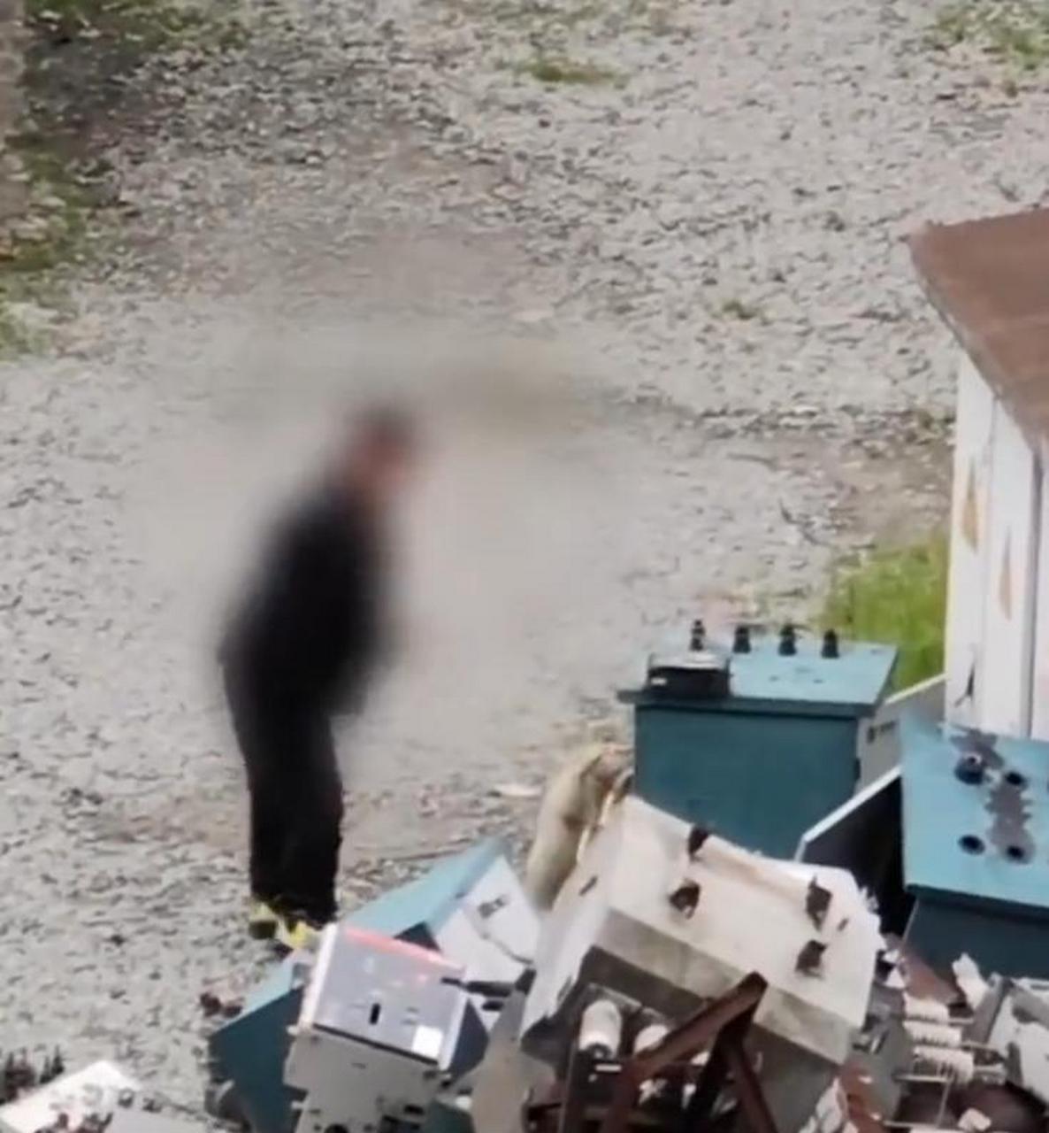 狗狗被保安用铁丝缠住脖子吊起不停的发出惨叫.