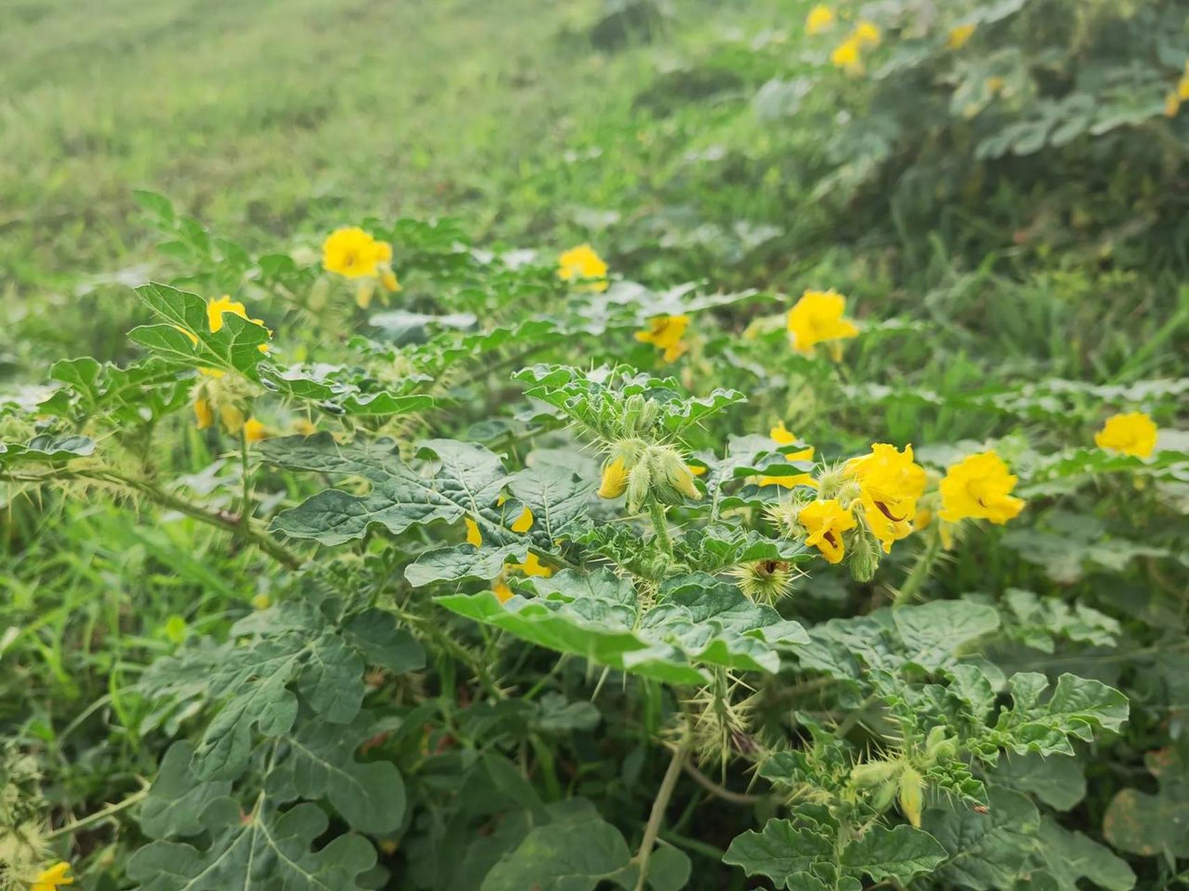 黄花刺茄的功效与作用图片