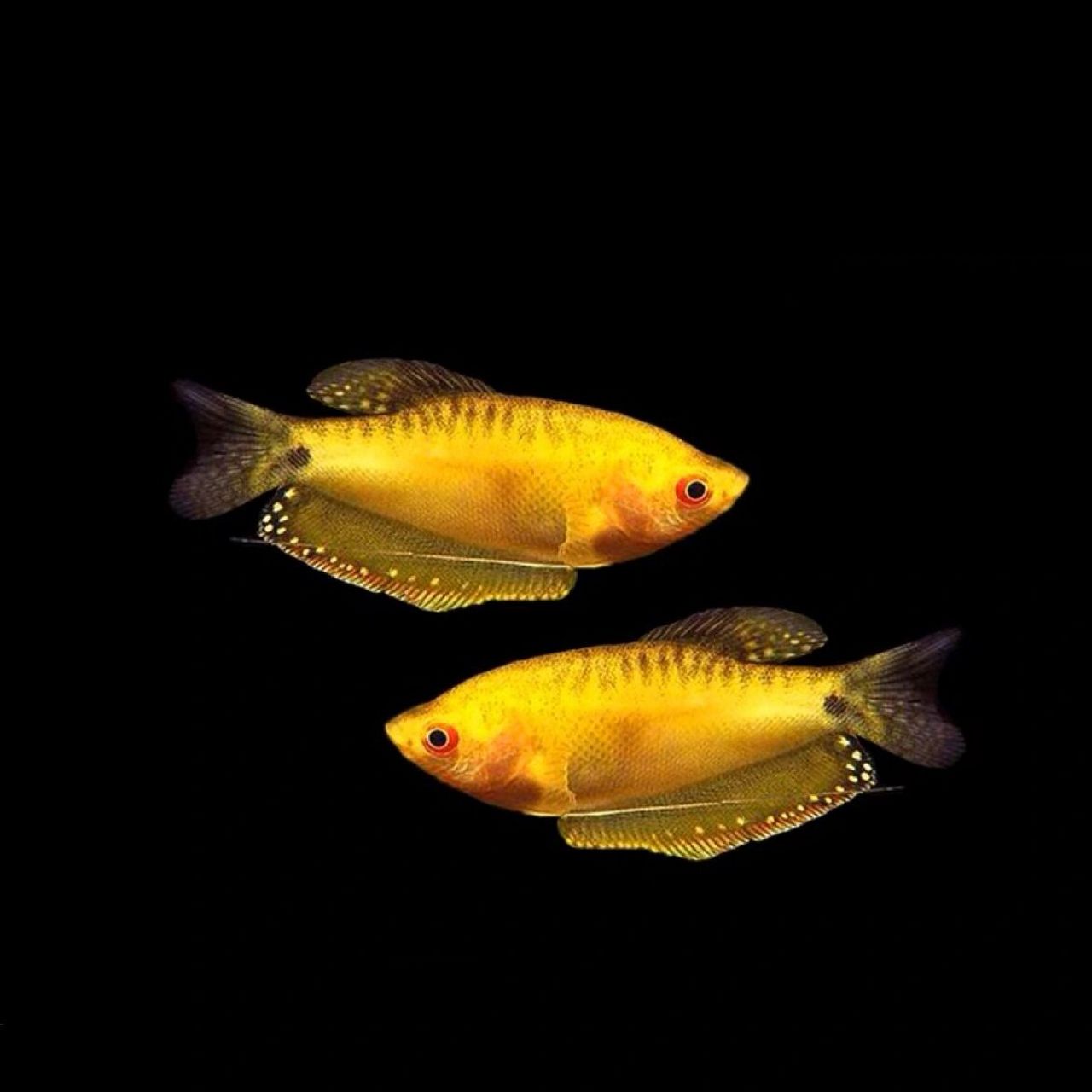 曼龙鱼-水族箱里的"不死小强" 95名:曼龙鱼 曼