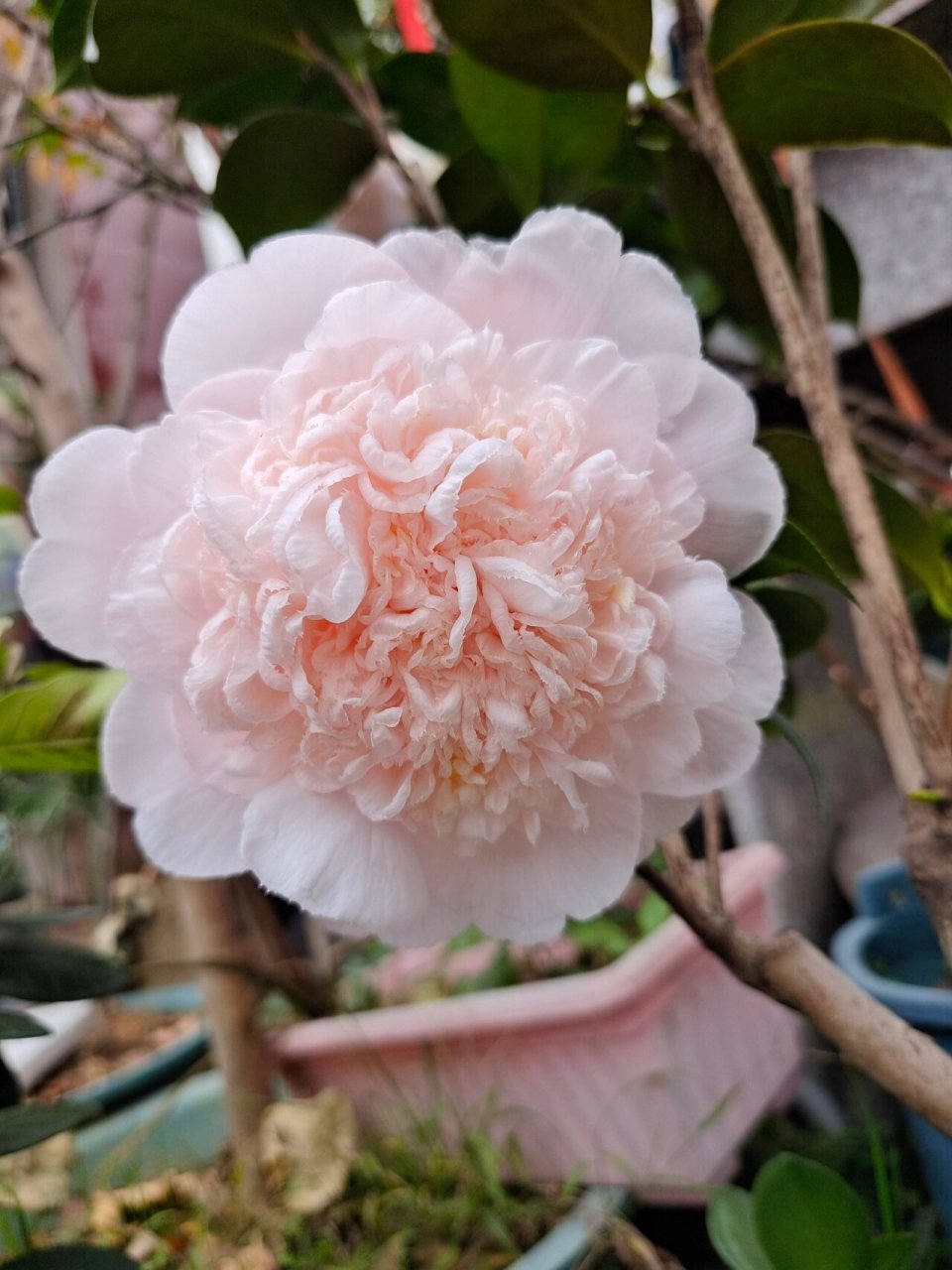 戴氏之歌茶花 戴氏真的又大又好看,名不虚传