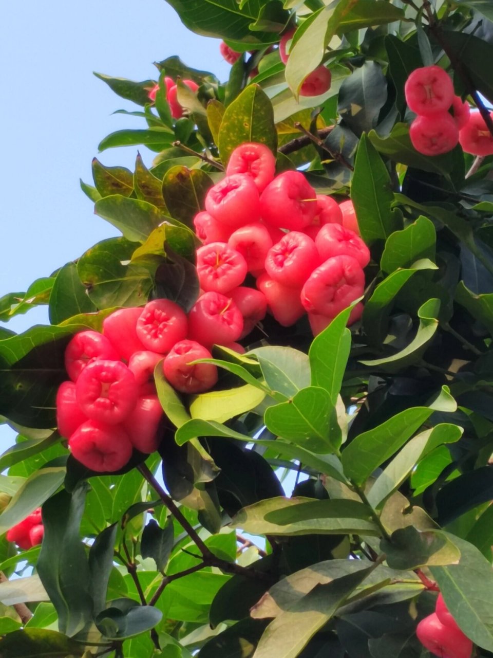 今年的雾莲又大又多! 731573157315