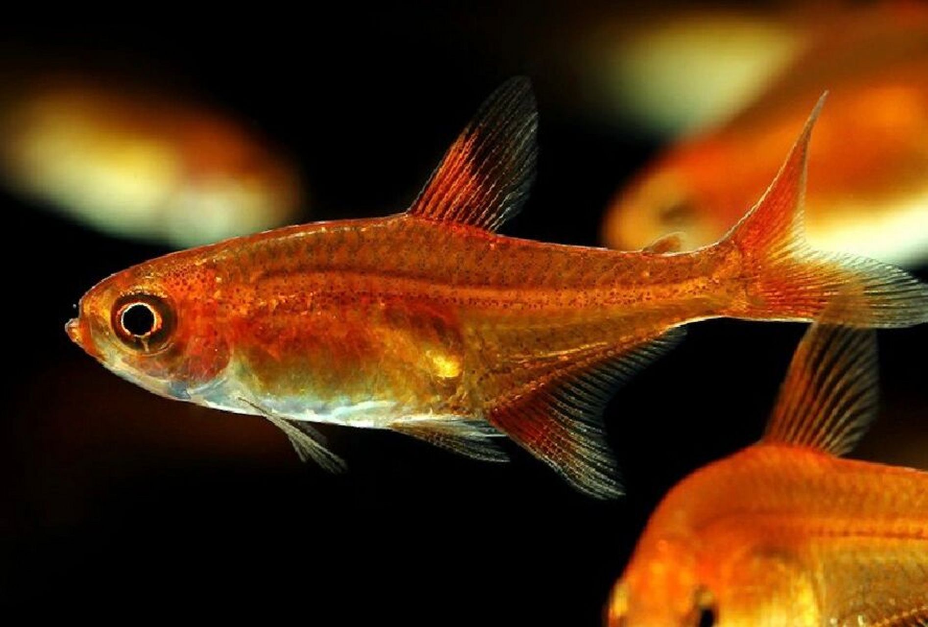 喷火灯-会"喷火"的小鱼 95名:喷火灯 别称:橘帆梦幻旗 喷火灯原产于