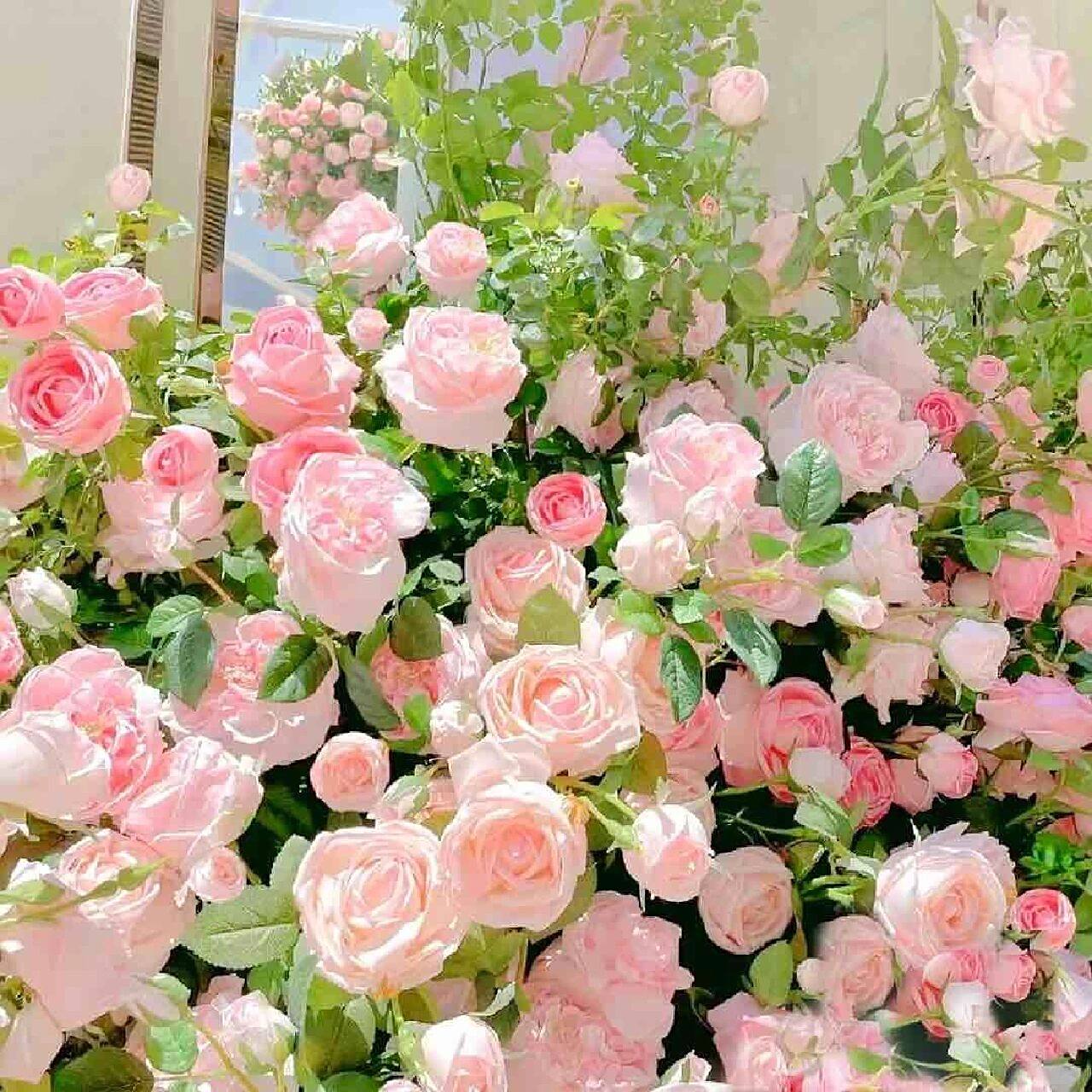 喜欢的花花背景图