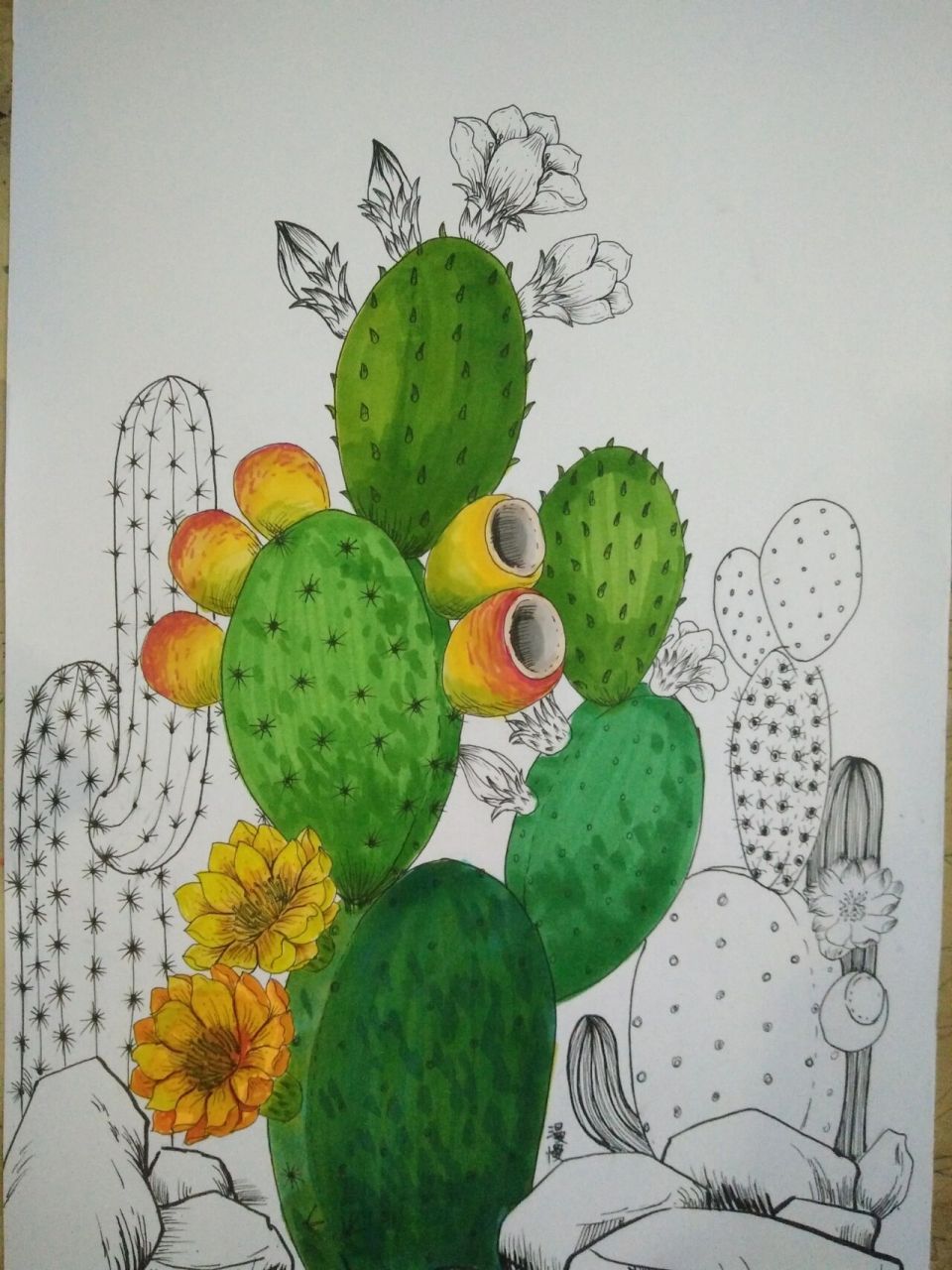 仙人掌绘画线描马克笔插画装饰画儿童画原创 仙人掌的果实,吃过的举手