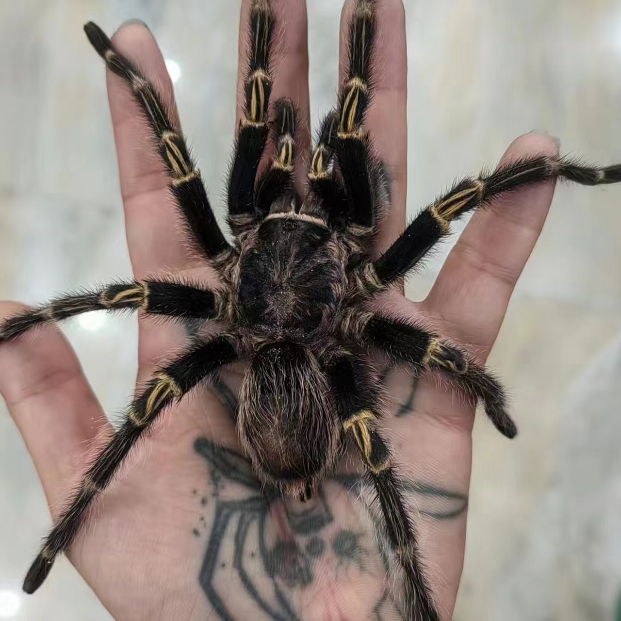 蜘蛛的图片 小蜘蛛🕷️大眼萌👀 有些宝子觉得蜘蛛很可怕😄