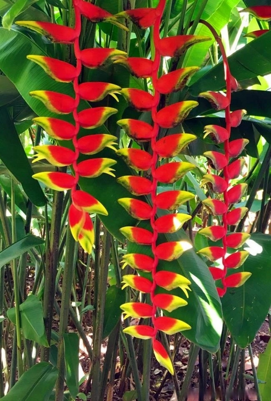 蝎尾蕉:芭蕉科,蝎尾蕉属多年生草本植物.株高可达260厘米.