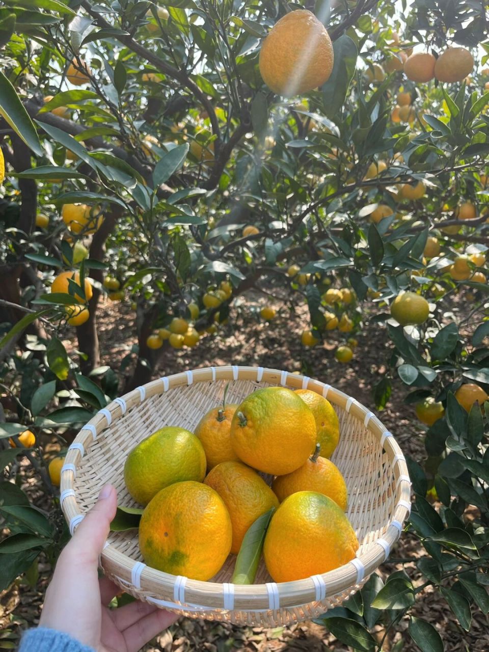武汉的秋天也可以是92橘子味的呀 去不了济州岛的橘子园没关系 咱们