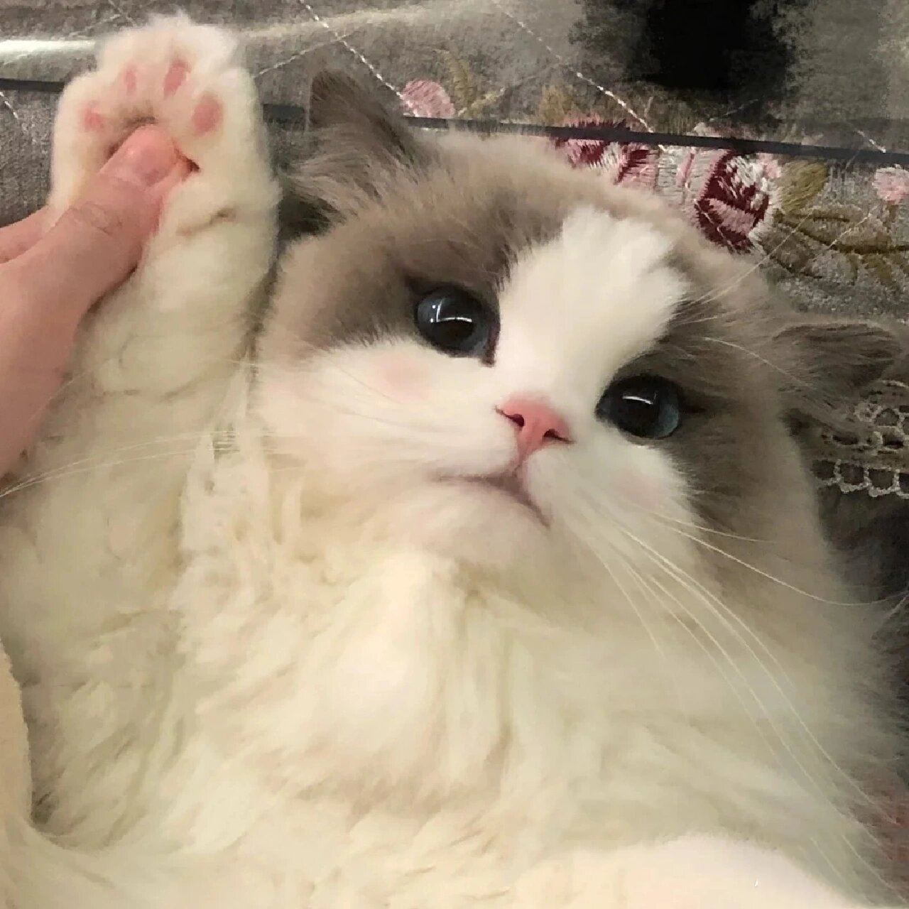 可爱猫咪头像 布偶猫