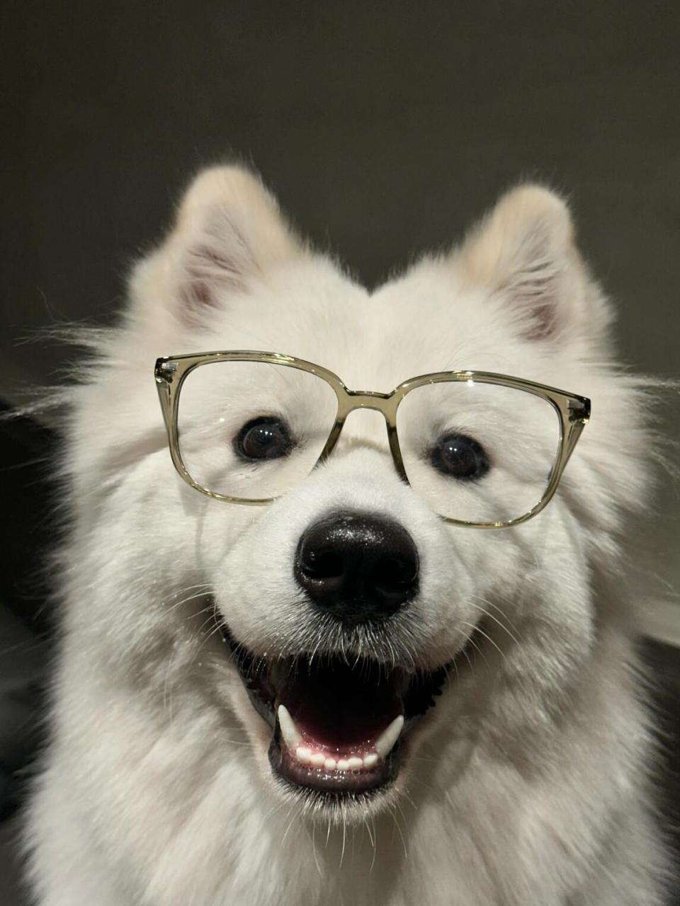 萨摩耶# ##狗狗日常# #狗狗日记# #狗狗头像# #狗狗壁纸# #狗狗表情